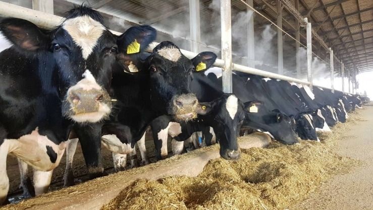 وزارة الفلاحة يأمر بالإيقاف الفوري لاستيراد العجول والأبقار من فرنسا